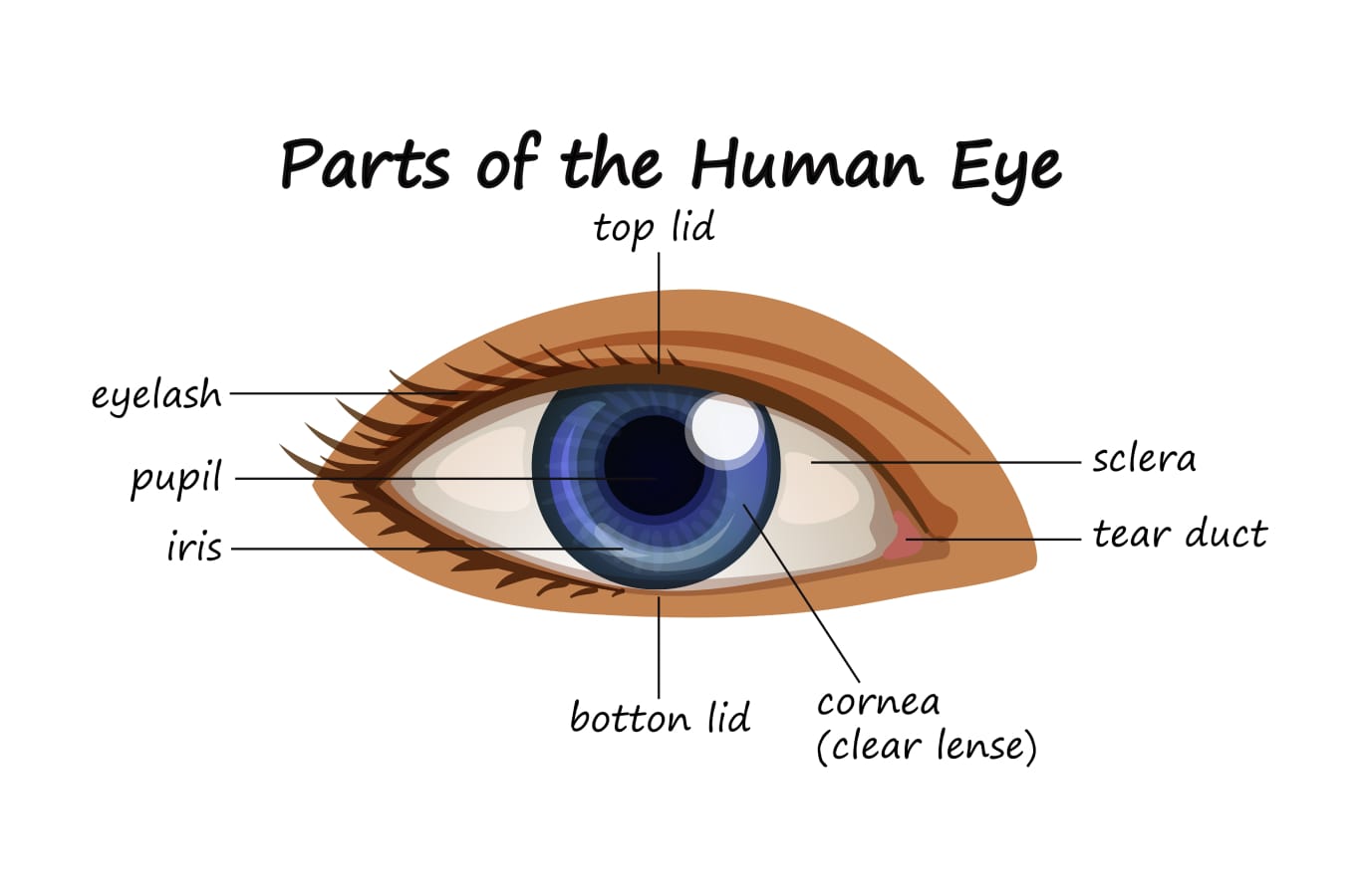 What are the 7 parts of the eye?